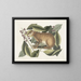 The Java Hare - Mark Catesby — framed artwork on a wall
