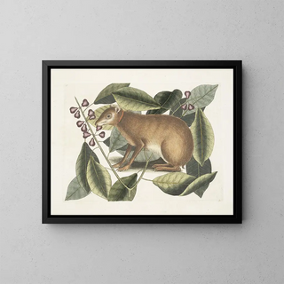The Java Hare - Mark Catesby — framed artwork on a wall