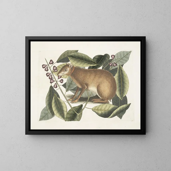 The Java Hare - Mark Catesby — framed artwork on a wall
