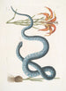 Lilium c The Red Lily Anguis c The Serpent Wampum - Mark Catesby — artwork view