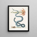 Lilium c The Red Lily Anguis c The Serpent Wampum - Mark Catesby — framed artwork on a wall