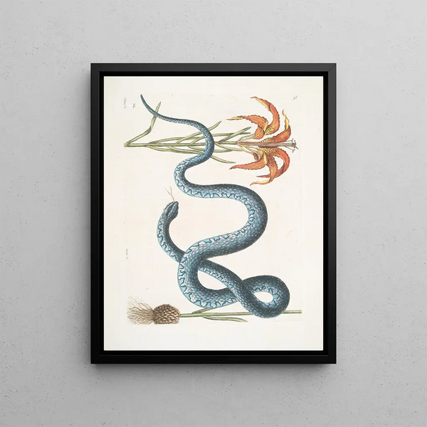 Lilium c The Red Lily Anguis c The Serpent Wampum - Mark Catesby — framed artwork on a wall