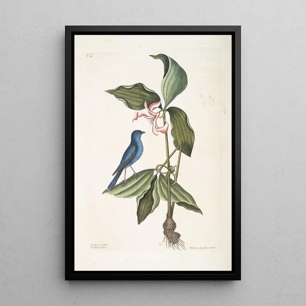 Linaria crulea The blue linot Solanum triphyllon six-petaled flesh-colored flower - Mark Catesby — framed artwork on a wall