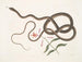 The Whip Snake - Mark Catesby — artwork view