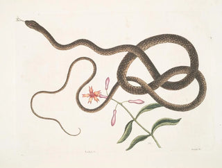 The Whip Snake - Mark Catesby — artwork view