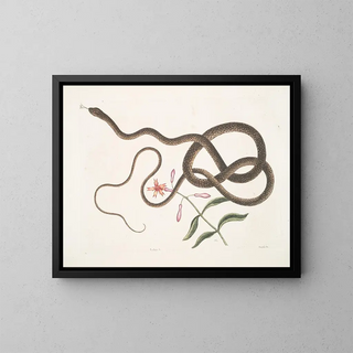 The Whip Snake - Mark Catesby — framed artwork on a wall