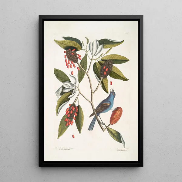 Magnolia Lauri folio Subtus albicante The sweet bay with flowers Coccothraustes coeruleus The blue gros-bec - Mark Catesby — framed artwork on a wall