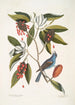 Magnolia Lauri folio Subtus albicante The sweet bay with flowers Coccothraustes coeruleus The blue gros-bec - Mark Catesby — artwork view