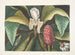 Magnolia, the umbrella tree - Mark Catesby — artwork view
