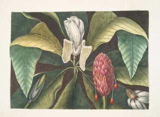 Magnolia, the umbrella tree - Mark Catesby — artwork view