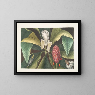 Magnolia, the umbrella tree - Mark Catesby — framed artwork on a wall