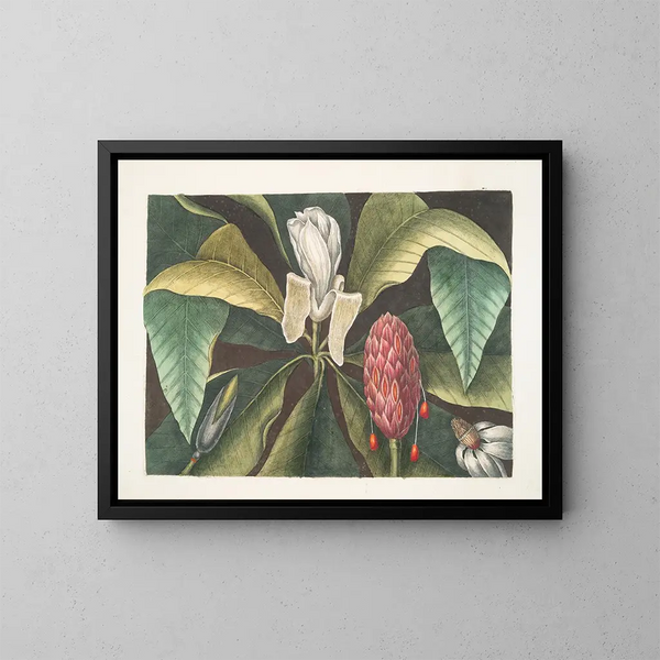 Magnolia, the umbrella tree - Mark Catesby — framed artwork on a wall