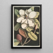 Magnolia altissima Le laurier de Caroline - Mark Catesby — artwork view