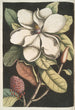 Magnolia altissima Le laurier de Caroline - Mark Catesby — framed artwork on a wall