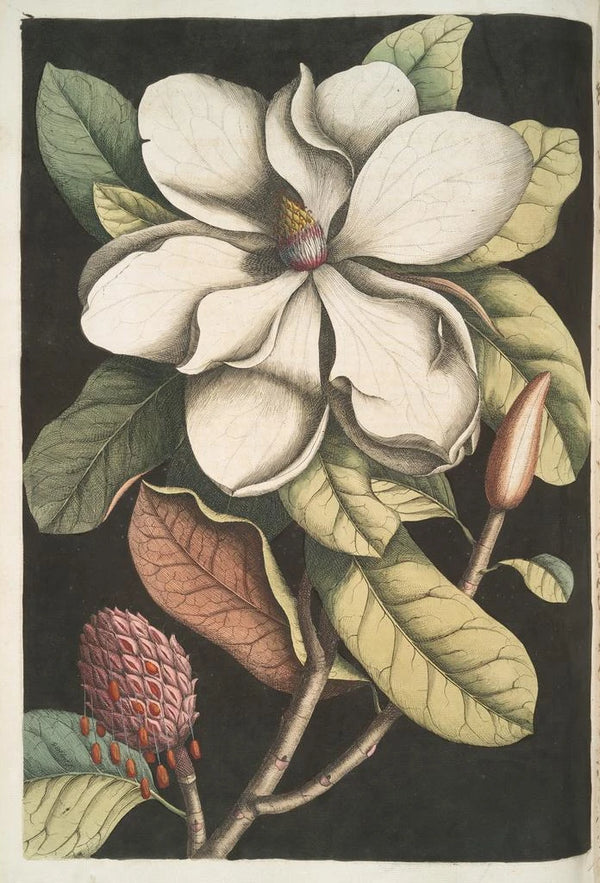 Magnolia altissima Le laurier de Caroline - Mark Catesby — framed artwork on a wall