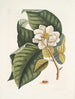 Magnolia would be white c Ant villosa red The Velvet Ant - Mark Catesby — artwork view