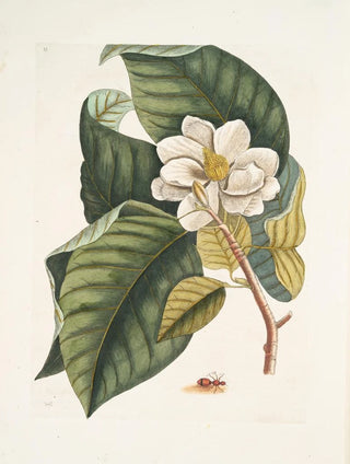 Mark Catesby - Magnolia fore albo c Formica villosa coccinea The Velvet Ant.webp
