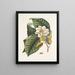 Magnolia would be white c Ant villosa red The Velvet Ant - Mark Catesby — framed artwork on a wall