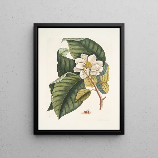 Magnolia would be white c Ant villosa red The Velvet Ant - Mark Catesby — framed artwork on a wall