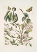 Mancanilla Pyri face The mancenillier Viscum with broader leaves Medium butterfly c - Mark Catesby — artwork view