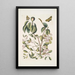 Mancanilla Pyri face The mancenillier Viscum with broader leaves Medium butterfly c - Mark Catesby — framed artwork on a wall
