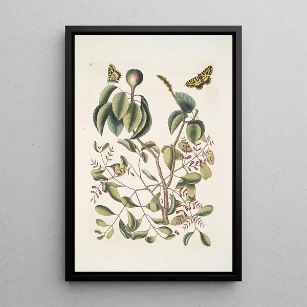 Mancanilla Pyri face The mancenillier Viscum with broader leaves Medium butterfly c - Mark Catesby — framed artwork on a wall