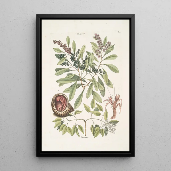 Manghala c Frutex c Cancellus terrestris Bahamensis The hermit crab - Mark Catesby — framed artwork on a wall