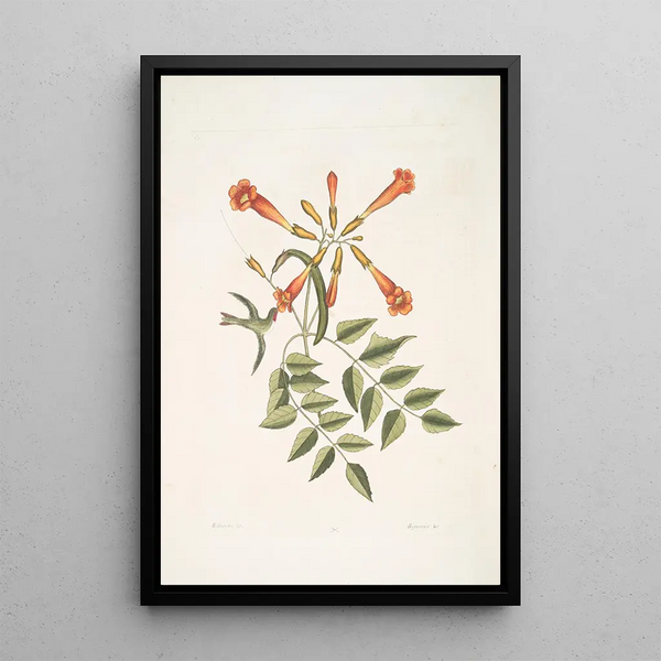 Mellivora c The hummingbird Bignonia c The trumpet flower - Mark Catesby — framed artwork on a wall
