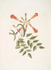 Mellivora c The hummingbird Bignonia c The trumpet flower - Mark Catesby — artwork view