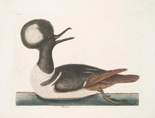 Mergule - Mark Catesby — artwork view