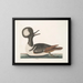 Mergule - Mark Catesby — framed artwork on a wall