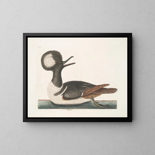 Mergule - Mark Catesby — framed artwork on a wall