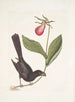 Monedula Tota nigra The Carouge with razor beak of Jamaica Calceolus c - Mark Catesby — artwork view