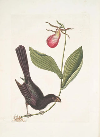 Mark Catesby - Monedula Tota nigra The Razorbilled Blackbird of Jamaica Calceolus c.webp