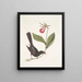 Monedula Tota nigra The Carouge with razor beak of Jamaica Calceolus c - Mark Catesby — framed artwork on a wall