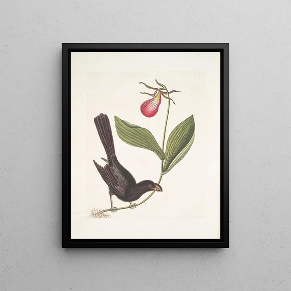 Monedula Tota nigra The Carouge with razor beak of Jamaica Calceolus c - Mark Catesby — framed artwork on a wall