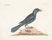 The purple crow - Mark Catesby — artwork view