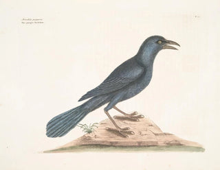 The purple crow - Mark Catesby — artwork view