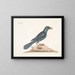 The purple crow - Mark Catesby — framed artwork on a wall
