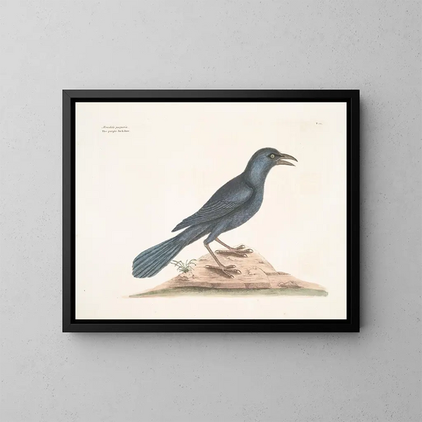 The purple crow - Mark Catesby — framed artwork on a wall