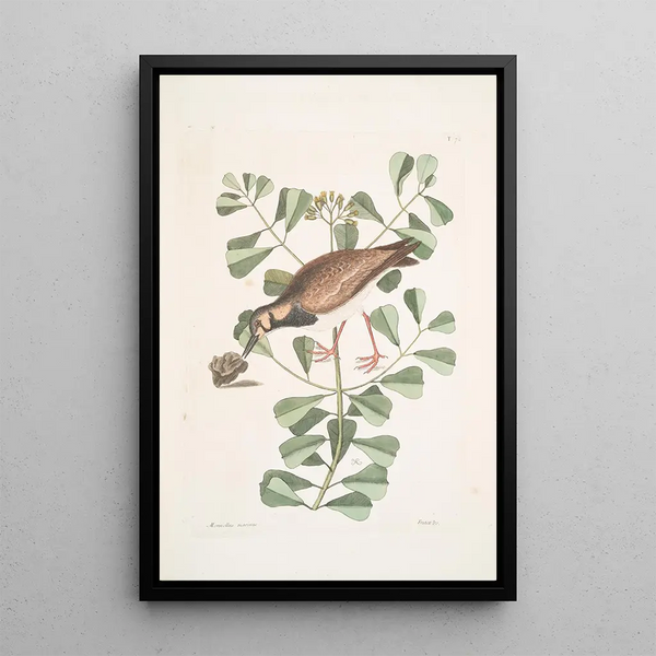 Morinellus marinus The turnstone or sea plover Frutex c - Mark Catesby — framed artwork on a wall