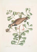 Morinellus marinus The turnstone or sea plover Frutex c - Mark Catesby — artwork view