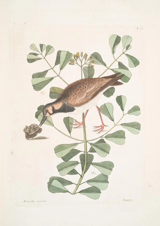 Mark Catesby - Morinellus marinus The TurnStone or SeaDottrel Frutex c.webp