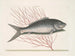 Mormijrus and the bony fish - Mark Catesby — artwork view