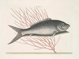 Mormijrus and the bony fish - Mark Catesby — artwork view
