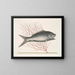 Mormijrus and the bony fish - Mark Catesby — framed artwork on a wall