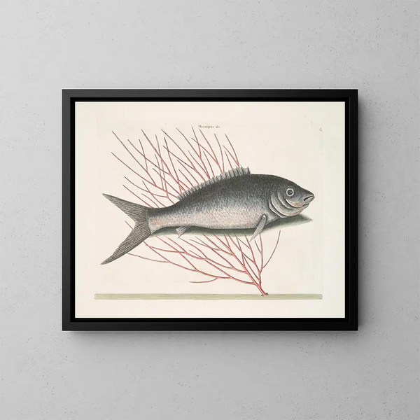 Mormijrus and the bony fish - Mark Catesby — framed artwork on a wall