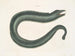 Murna maculata Le Muray - Mark Catesby — artwork view
