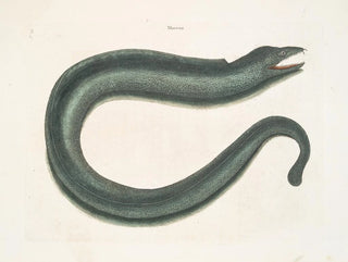 Murna maculata Le Muray - Mark Catesby — artwork view