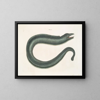 Murna maculata Le Muray - Mark Catesby — framed artwork on a wall